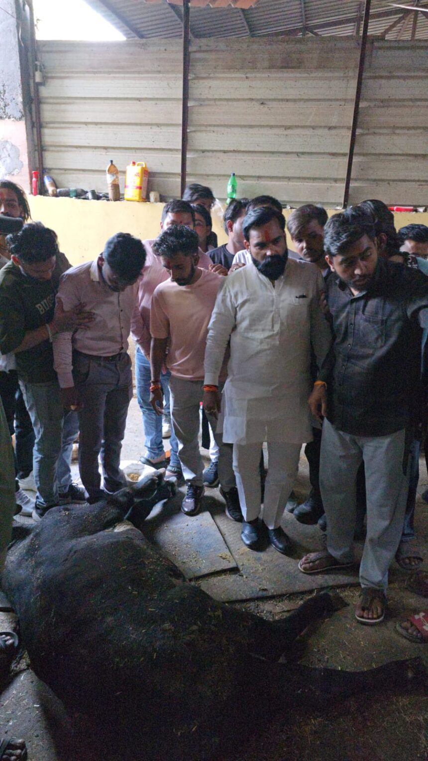 इलाज नहीं यहां गौ माता को मिलती है मौत