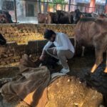 निरीक्षण को गौ सेवक पहुंचे माछरा गौशाला