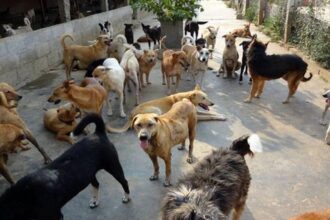 1.5 लाख कुत्तों पर Only सालाना एक करोड़ का बजट