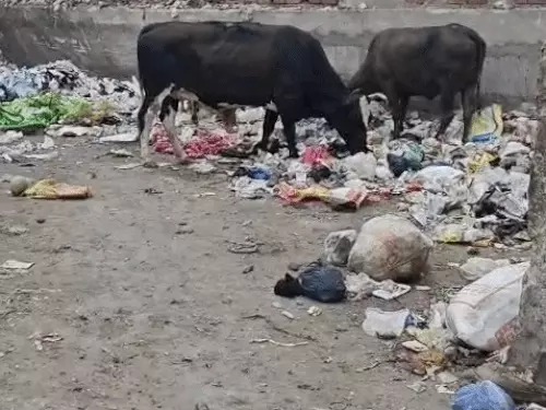 समस्याओं के अलावा कुछ भी तो नहीं इस वार्ड में