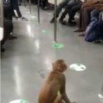 रैपिड में बंदर के बाद अब गाली गलौच