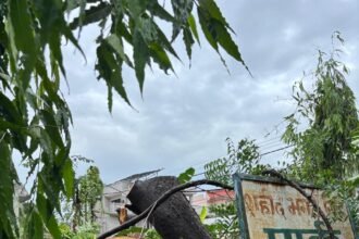 हरियाली के कातिलों पर शिकंजा तय