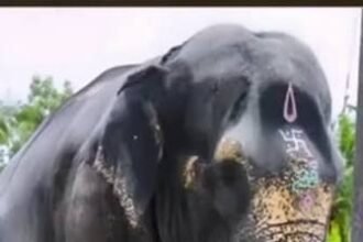 मठ वापसी पर हथनी माधुरी का शानदार स्वागत