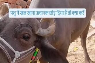 ये खल है या फिर दुधारूओं के लिए जहर