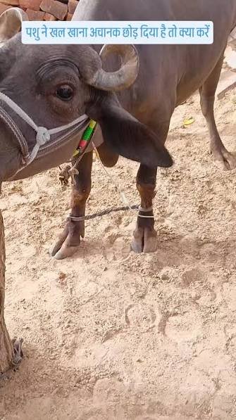 ये खल है या फिर दुधारूओं के लिए जहर